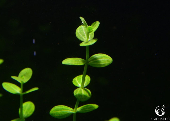 Бакопа монье аквариумное