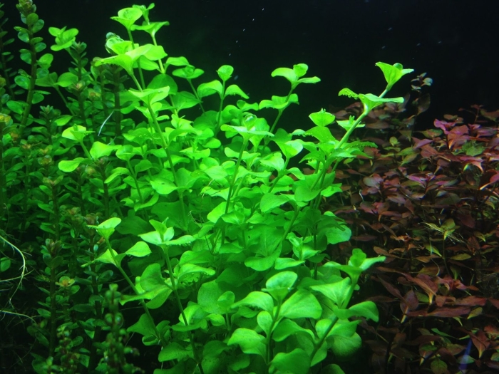 Бакопа каролинская аквариумное растение