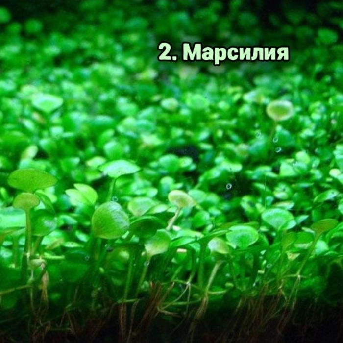 Марсилия четырехлистная аквариумное растение