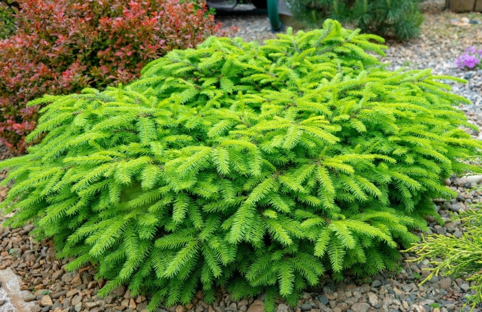 Ель обыкновенная нидиформис