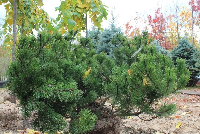 Сосна орегон грин