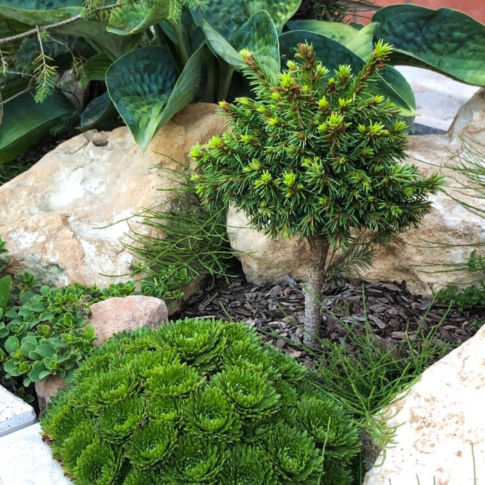 Хвойные растения для сада