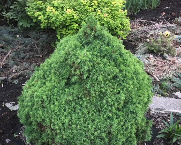 Ель канадская alberta globe