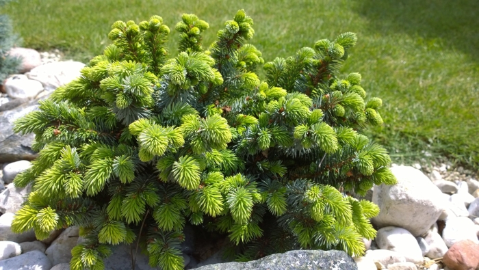 Сосны горные нидиформис