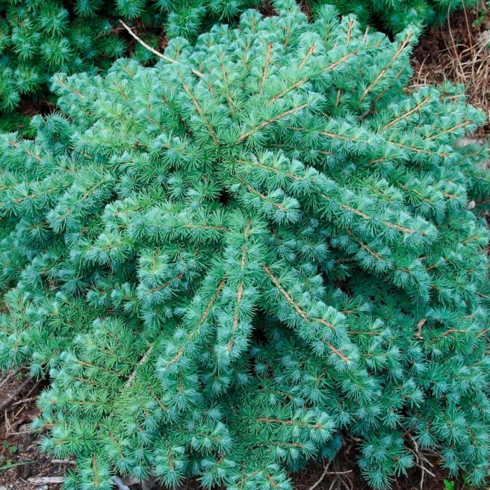 Лиственница блю дварф