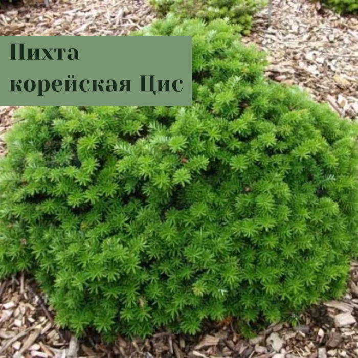 Пихта корейская цис
