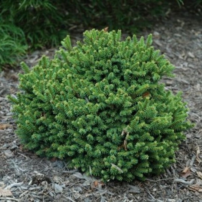 Ель picea abies barryi