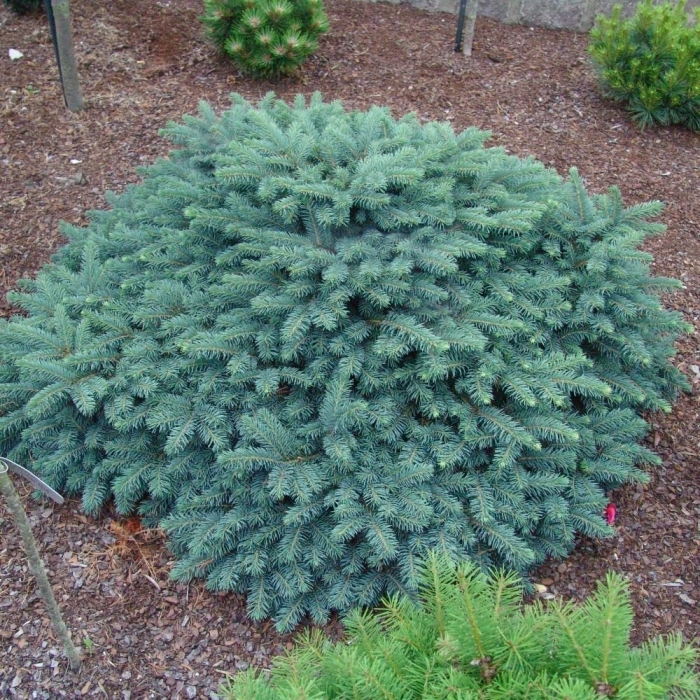 Ель колючая вальдбрун