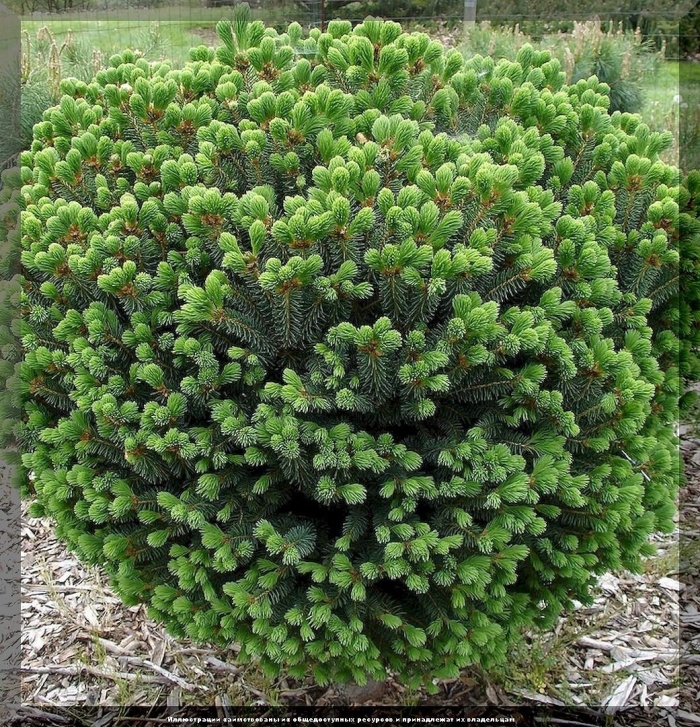 Picea glauca eagle rock