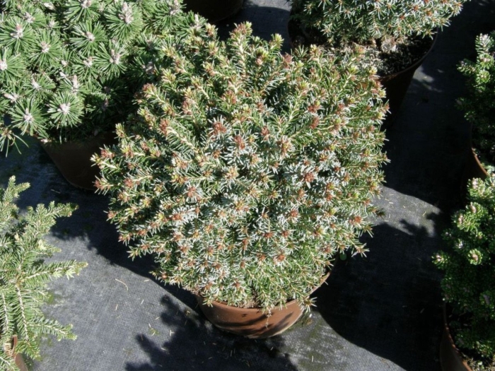 Пихта корейская  blauer eskimo