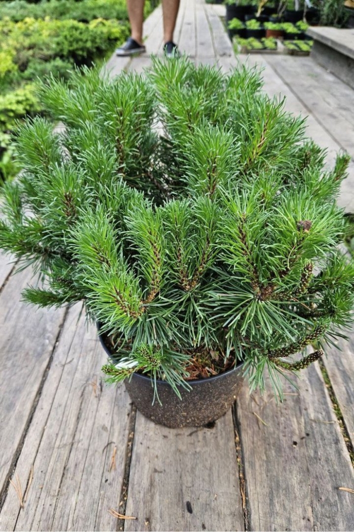 Сосна горная низкорослая
