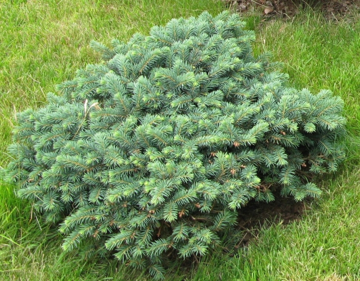 Ель канадская эхиниформис