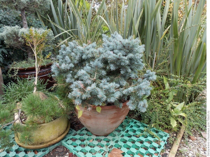 Карликовые хвойные растения