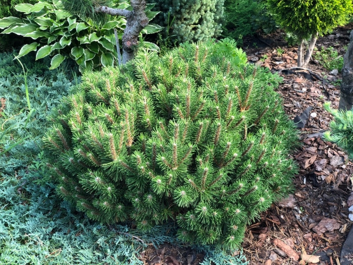 Сосна горная kobold