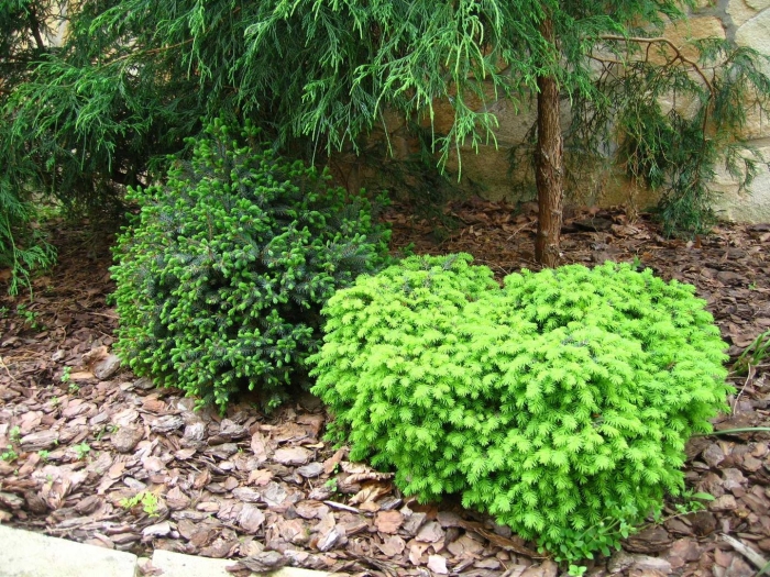 Ель обыкновенная little gem