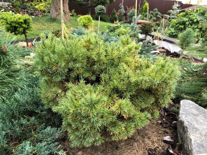 Лиственница низкорослая