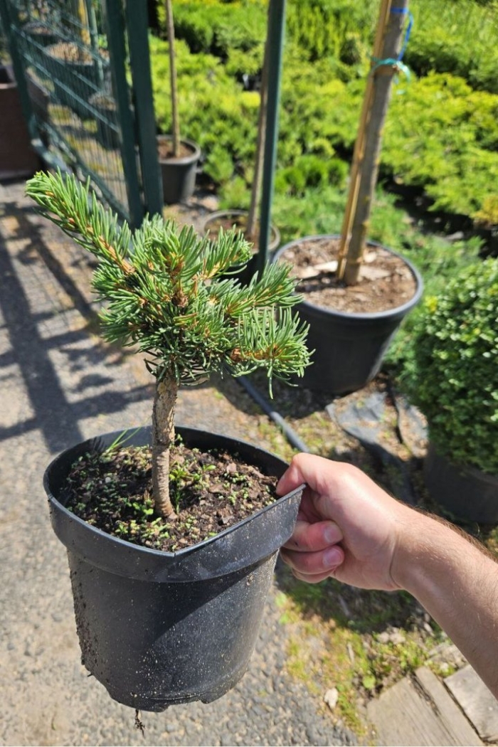 Ель колючая лаки страйк