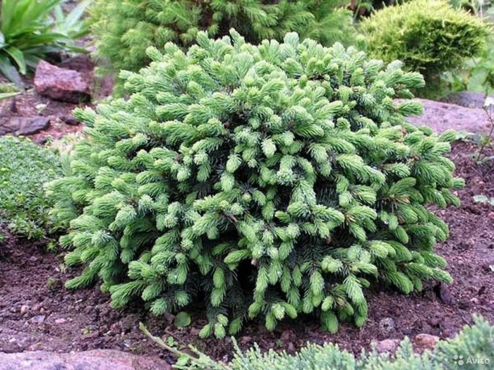 Picea lutzii machala