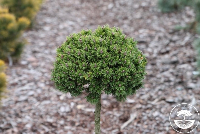Сосна горная миникин