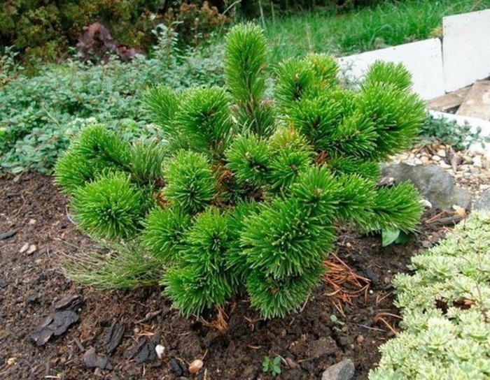 Сосна горная якобсен