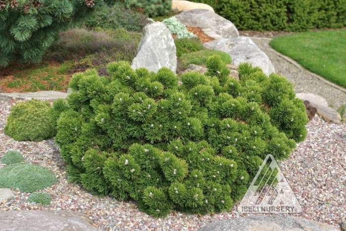 Сосна горная jakobsen якобсен