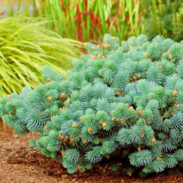 Ель колючая picea pungens 'sonia’