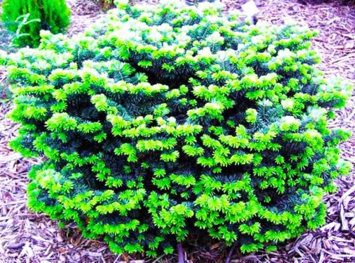 Пихта бальзамическая нана