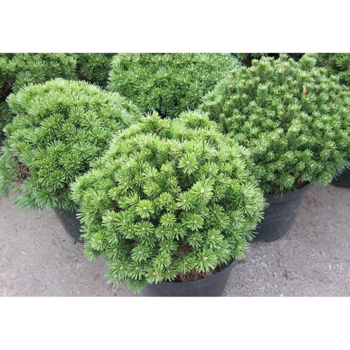 Сосна горная бенджамин