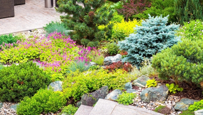 Сосна пумилио горная миксбордер