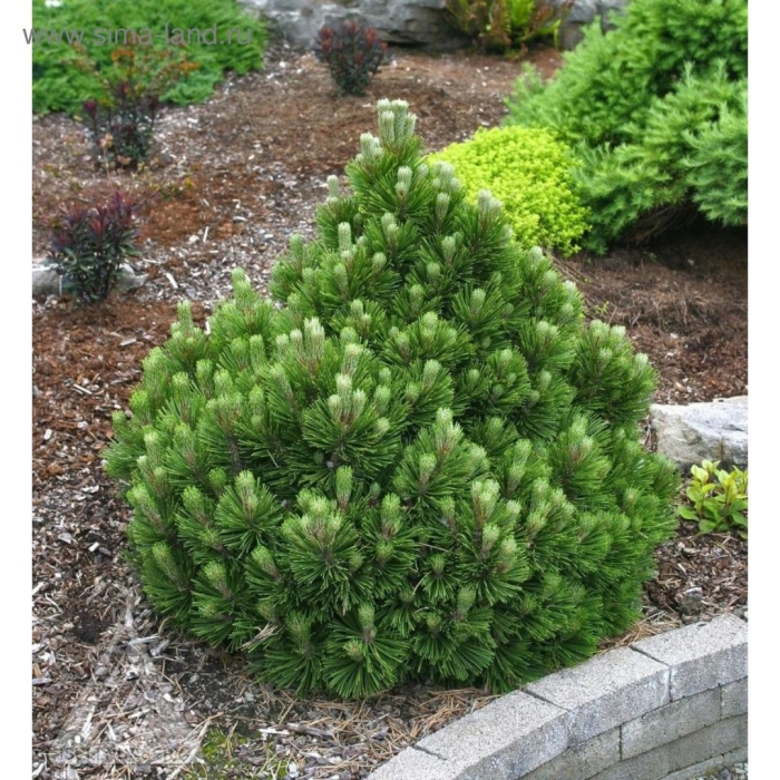 Сосна гельдрейха компакт джем