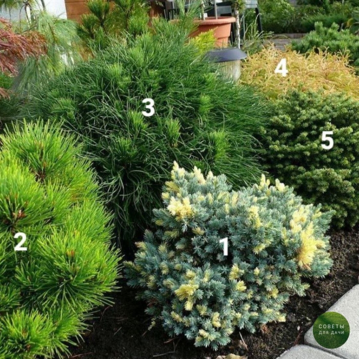 Можжевельник чешуйчатый голден флейм