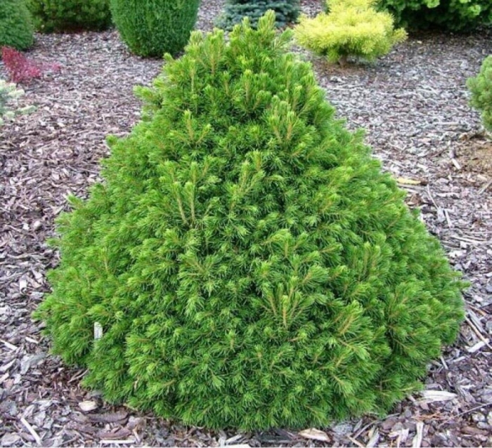 Ель обыкновенная томпа