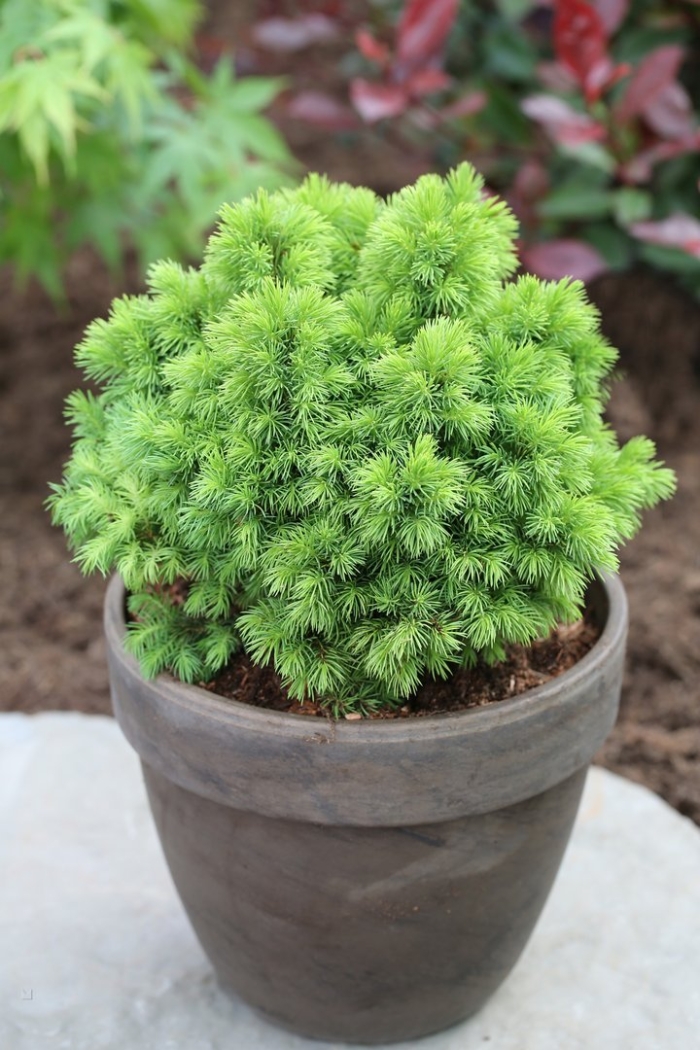 Ель канадская альберта глоб