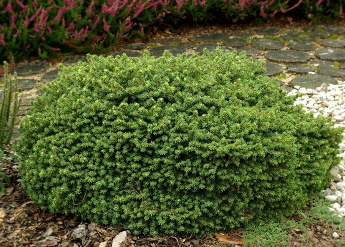 Ель обыкновенная литтл джем