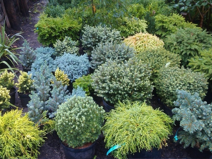 Глаука глобоза ель