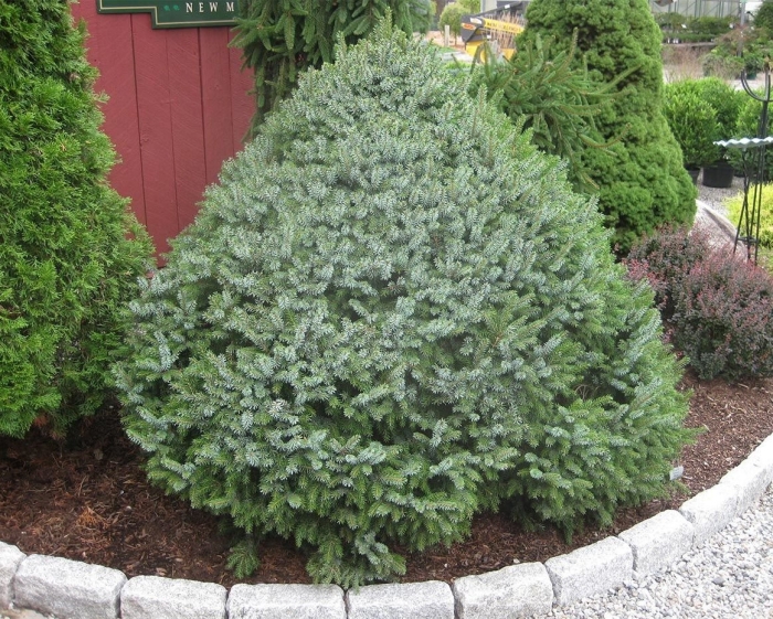 Picea omorika pimoko