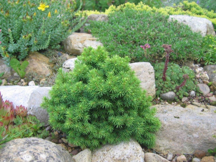 Picea glauca alberta globe
