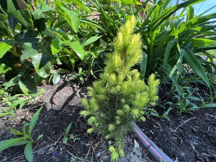 Ель канадская дейзис уайт