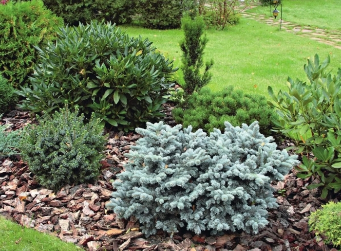 Глаука глобоза