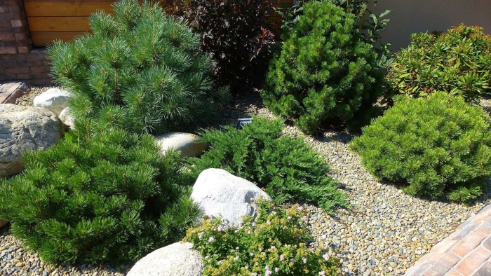 Сосна горная пумилио