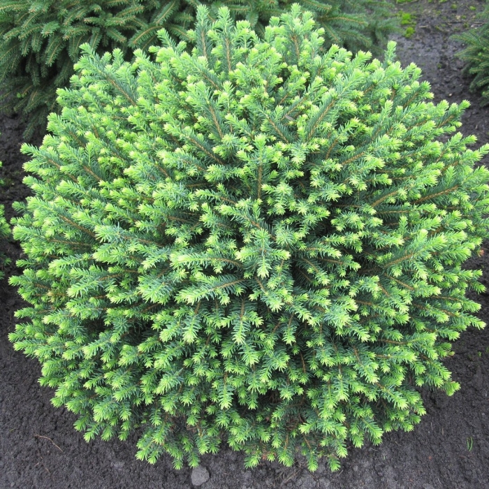 Ель сербская карел