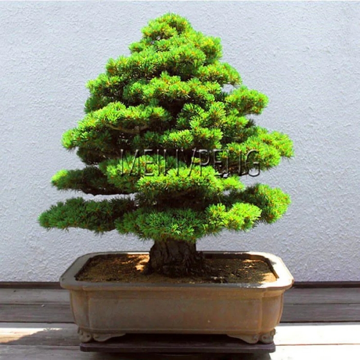 Японский кедр семена бонсай