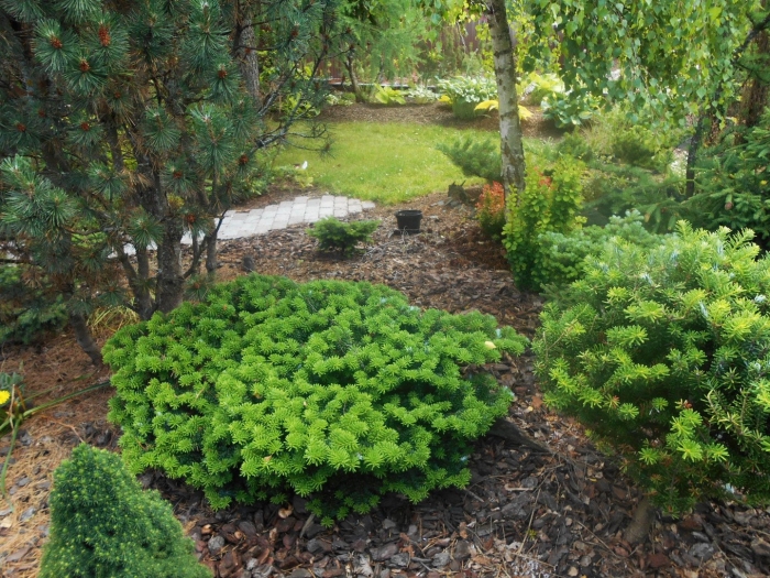 Пихта корейская нана