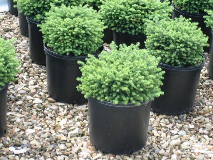 Ель обыкновенная литл джем