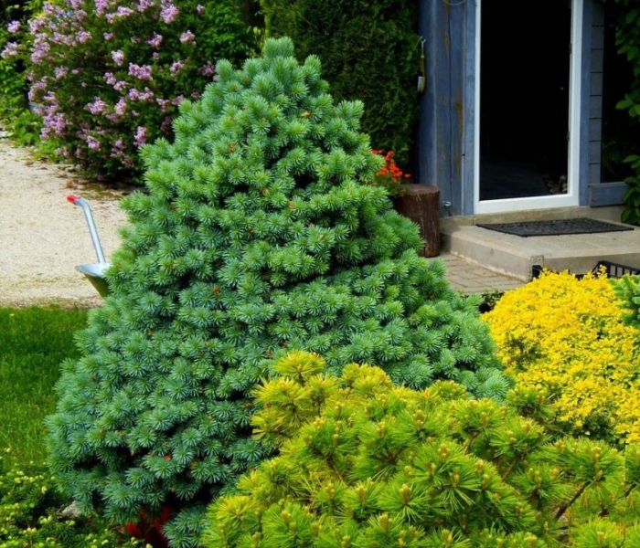 Ель канадская томпа