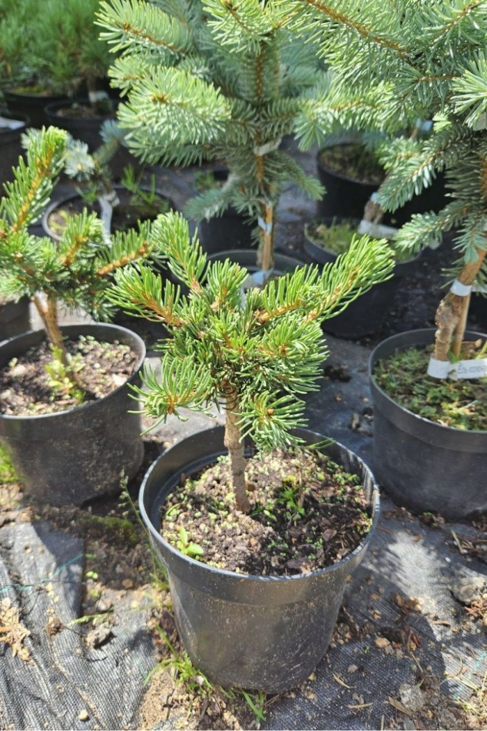 Ель колючая lucky strike