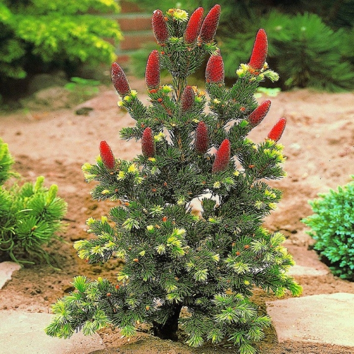 Ель колючая (picea pungens lucky strike