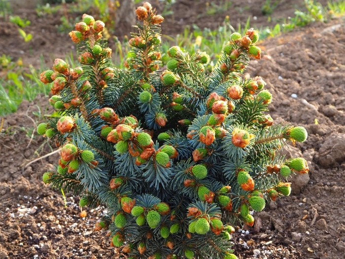 Ель ситхинская silberzwerg