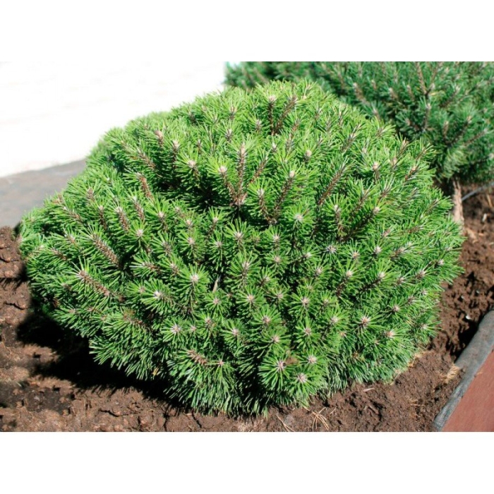 Сосна муго бенджамин