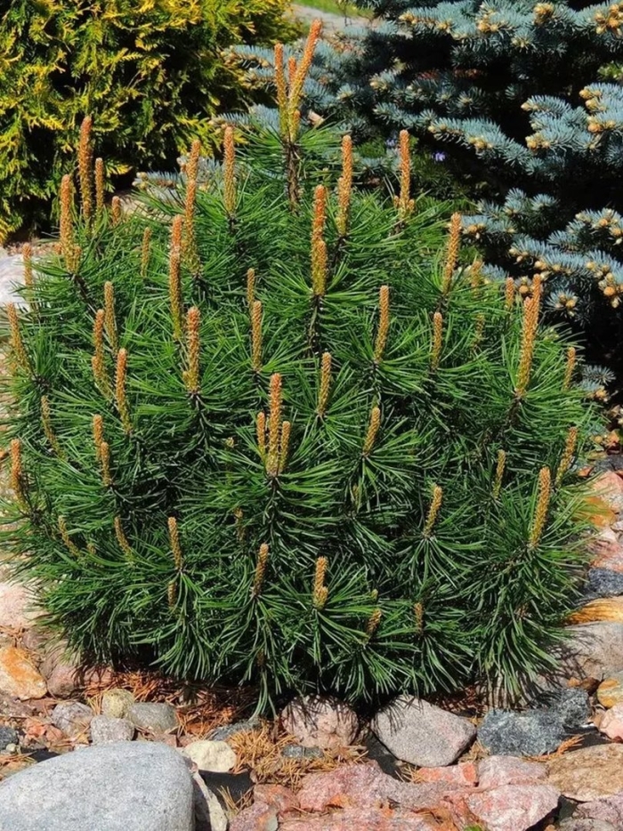 Мугус сосна горная